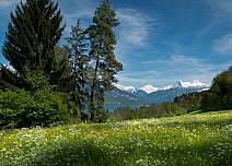 Blumenwiese und Bäume sowie ein herrliches Panorama mit dem Thunersee und den schneebedeckten Eiger, Mönch und Jungfrau beim Strättlighügel. (bei Klick vergrösserte Ansicht Bild)