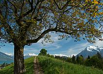 Auf dem Burgunderweg Richtung Strättlighügel hat man eine wunderbare Aussicht. (bei Klick vergrösserte Ansicht Bild)
