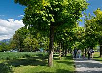 Eine von Bäumen gesäumte Fussgänger-Allee führt von der Bushaltestelle beim Eingang in das Herz des Bonstettenparks und zum nahgelegenen Naturschutzgebiet Gwattlischenmoos.  (bei Klick vergrösserte Ansicht Bild)