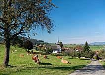 Entlang von Wiesen mit weidenden Kühen geht es Richtung Reutigen. (bei Klick vergrösserte Ansicht Bild)