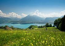 Natur pur und eine grandiose Aussicht: Blick über eine blühende Feldwiese auf den Thunersee und den Niesen. (bei Klick vergrösserte Ansicht Bild)