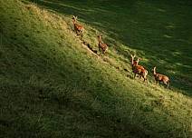 Nach der Egg geht es hinab zur Rotache. Unterwegs können Wandernde Rothirsche im Gehege beobachten.  (bei Klick vergrösserte Ansicht Bild)
