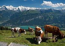 Weidende Kühe auf der Alp sorgen für Abwechslung, lenken aber kaum ab von der einmaligen Aussicht auf die Morgenberghorn-Kette und das Dreigestirn Eiger, Mönch und Jungfrau. (bei Klick vergrösserte Ansicht Bild)