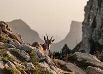 Kecker kleiner Steinbock am Wegesrand. Im Hintergrund Blick ins Justistal (bei Klick vergrösserte Ansicht Bild)