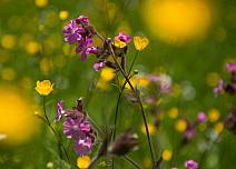 Der Storchenschnabel (violette Blüte) gehört ebenso zur Flora im Rotmoos wie die Butterblume (gelb). (bei Klick vergrösserte Ansicht Bild)