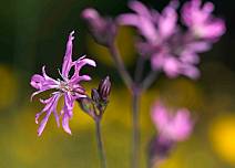 Ist auch zu sehen: Die Kuckucks-Lichtnelke zeigt feuchte Wiesen an. (bei Klick vergrösserte Ansicht Bild)