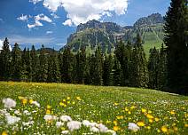Blütenreiche Alpenwiese mit dem mächtig anmutenden Hohgantmassivs. (bei Klick vergrösserte Ansicht Bild)