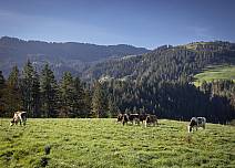 Tiere wie diese weidenden Kühe sind auf der Wanderung immer wieder anzutreffen. (bei Klick vergrösserte Ansicht Bild)