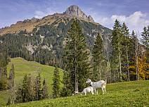 Auch Ziegen sind auf den Weiden rund um den mächtigen Schibengütsch anzutreffen. (bei Klick vergrösserte Ansicht Bild)