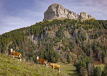 Neugierige Kühe beobachten den Fotografen unterhalb des Schibengütsch. (bei Klick vergrösserte Ansicht Bild)