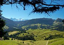 Weit entfernt am Horizont blitzen die schneebedeckten Gipfel von Eiger, Mönch und Jungfrau am stahlblauen Himmel. Die Wanderung führt derweil durch sattgrüne Lande Richtung Eriz. (bei Klick vergrösserte Ansicht Bild)