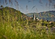 In hohen Gräsern: Blick auf die Schlosskirche und den Spiezberg. (bei Klick vergrösserte Ansicht Bild)