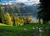 Im steilen Gelände lockt der Blick Richtung Thunersee und Morgenberghorn. (bei Klick vergrösserte Ansicht Bild)