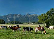 Kein seltenes Bild auf dieser Wanderung: Weidende Kühe mit der markanten Stockhornkette im Hintergrund. (bei Klick vergrösserte Ansicht Bild)
