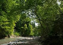 Waldbaden am Flussbett: Die Zulg an einem lichten Waldstück. (bei Klick vergrösserte Ansicht Bild)