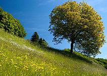 Wunderbare Naturidylle mit Laubbäumen und Blumenwiese. (bei Klick vergrösserte Ansicht Bild)