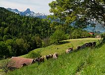 Weidende Kühe am Wanderweg. Im Hintergrund  das Stockhorn. (bei Klick vergrösserte Ansicht Bild)